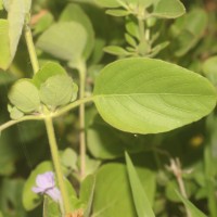 Ruellia patula Jacq.